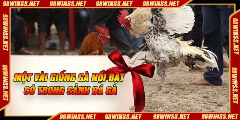 Một vài giống gà nổi bật có trong sảnh đá gà